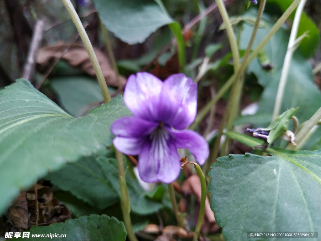 紫色秋花