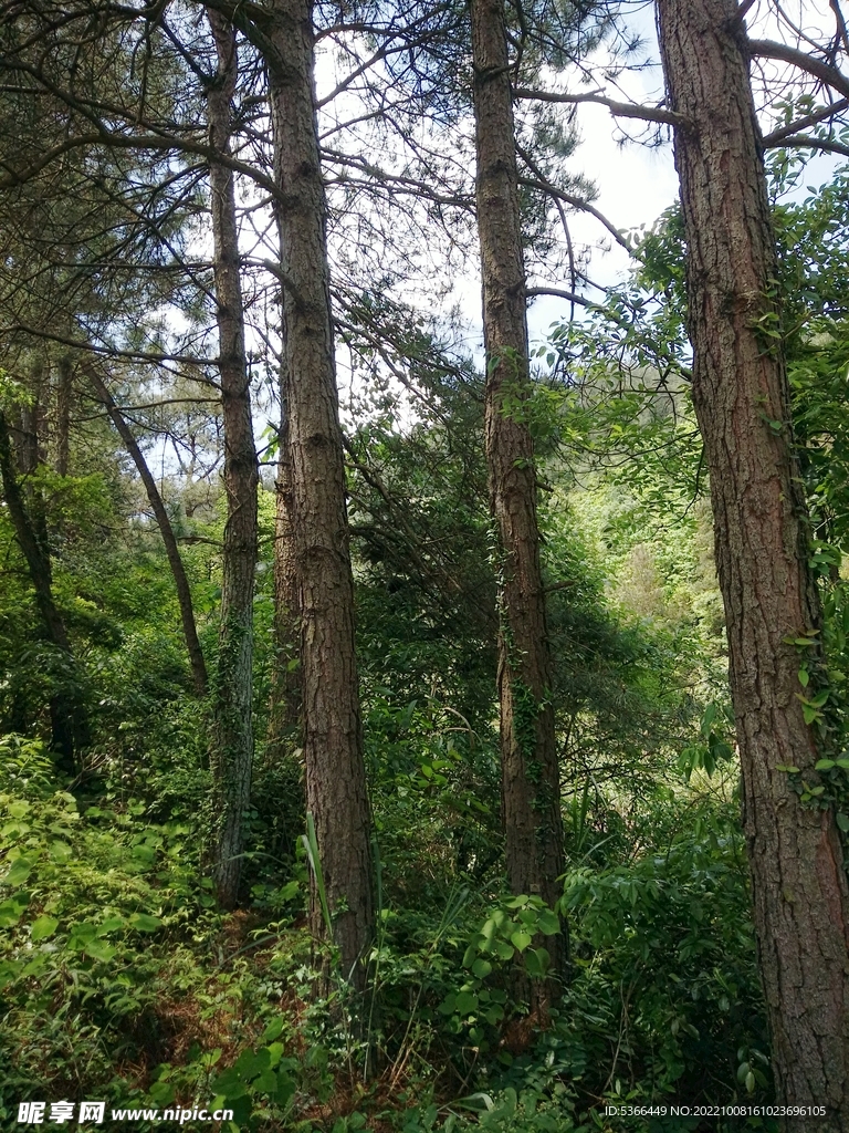 风景