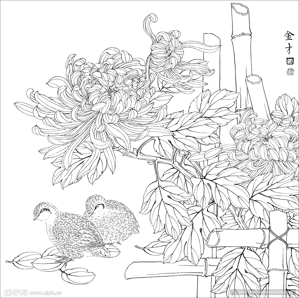 花鸟白描