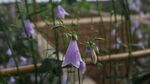 沙参花