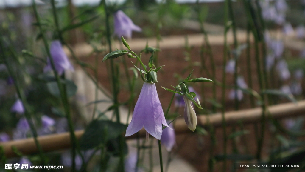 沙参花