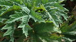 野菜