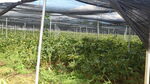 重楼种植基地