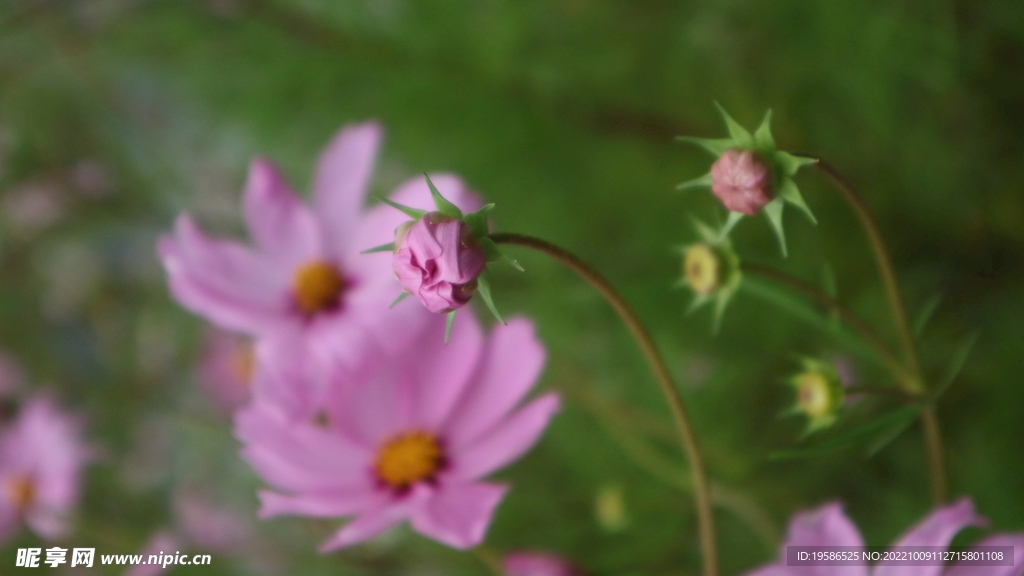 粉色小花