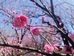  梅花