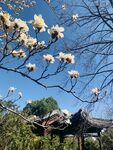 玉兰