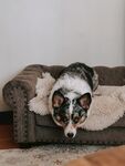 胆战心惊的 狗子