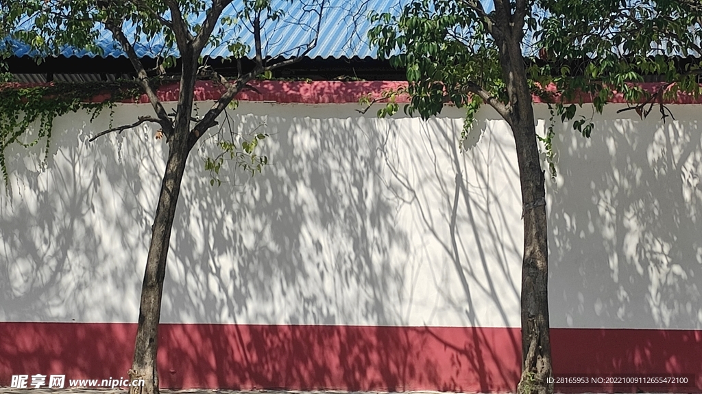 树枝树影树荫墙壁红墙白墙