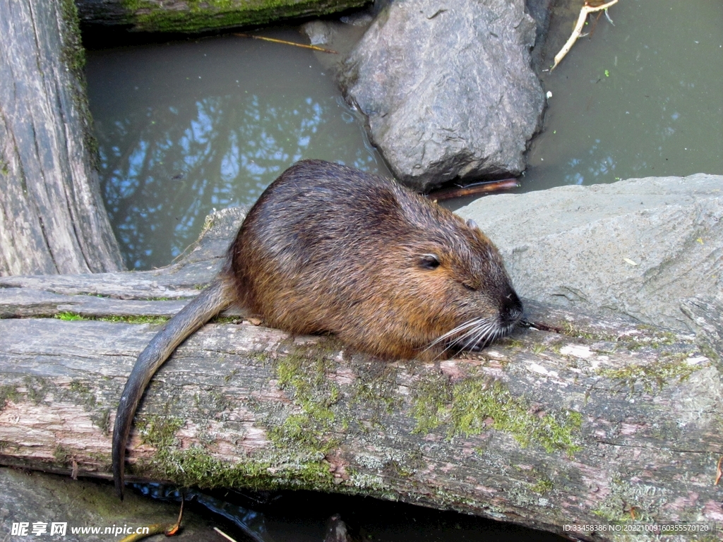 河狸