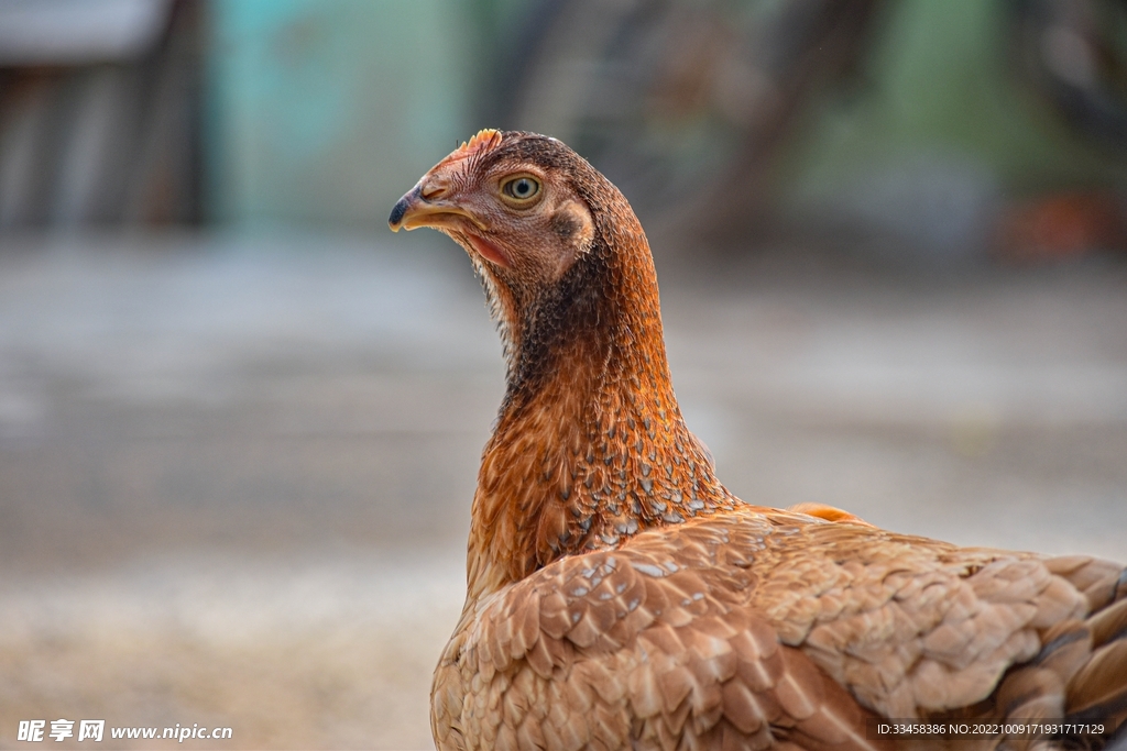 鸡