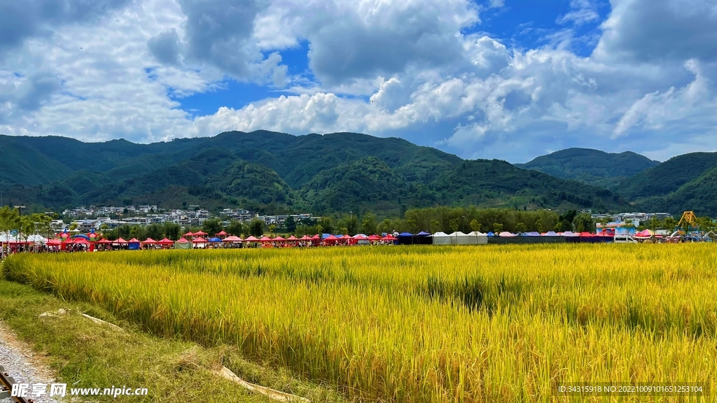 金色麦田