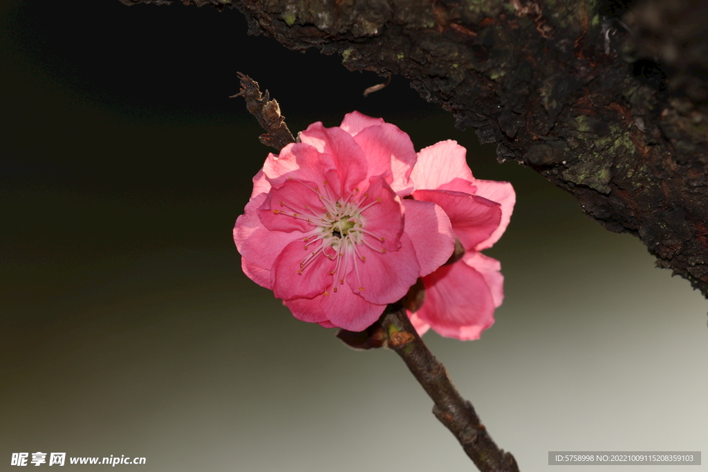 夕阳桃花