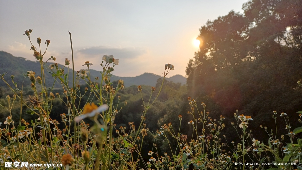 夕阳小雏菊