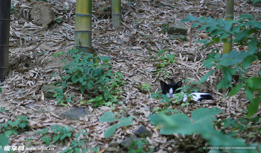 竹林小猫咪