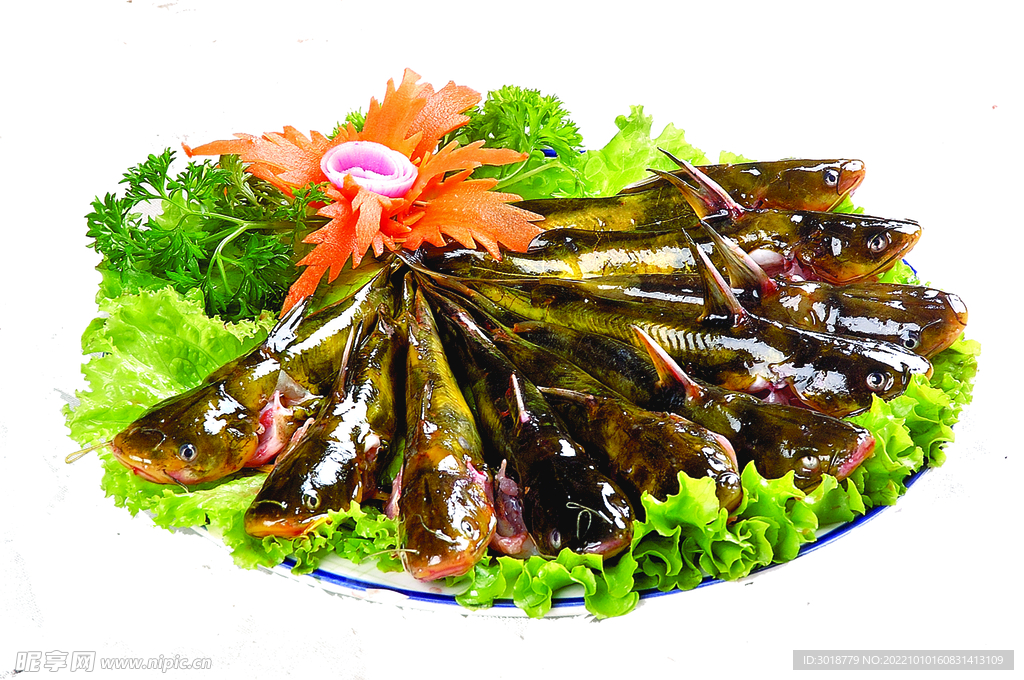 黄辣丁