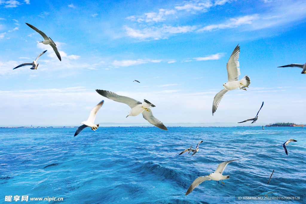 海水海鸥