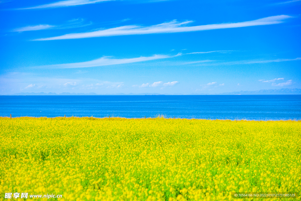 油菜花田