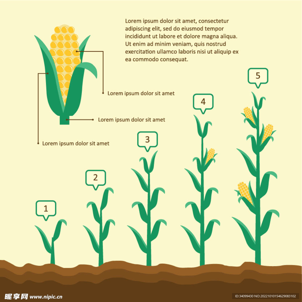 玉米生长过程
