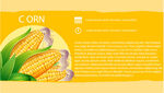 玉米展板