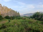 原野