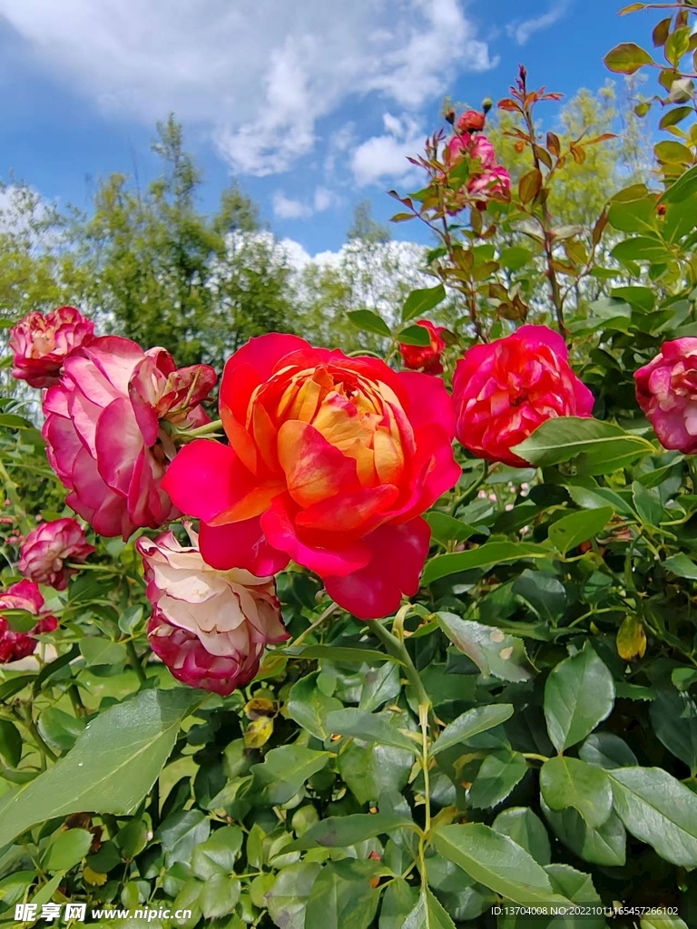 花