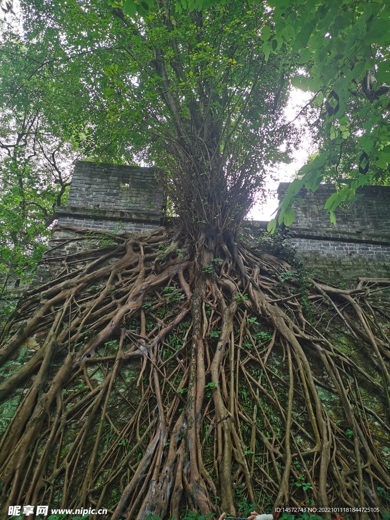 城墙上的榕树