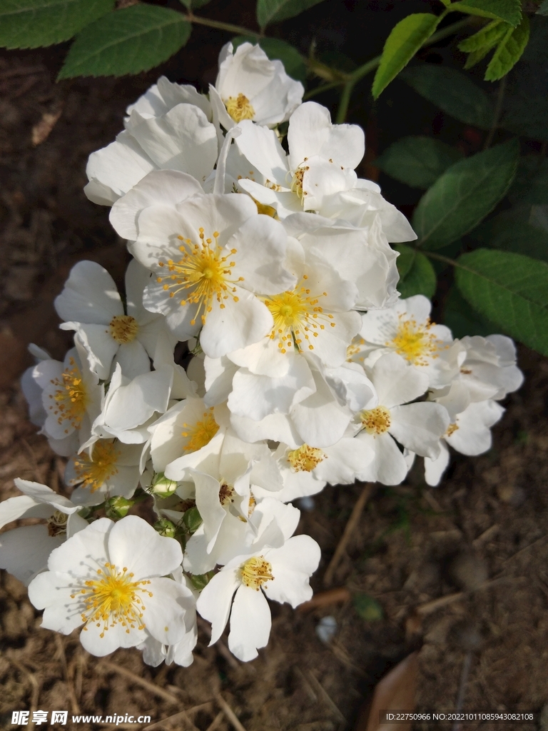 刺梅花