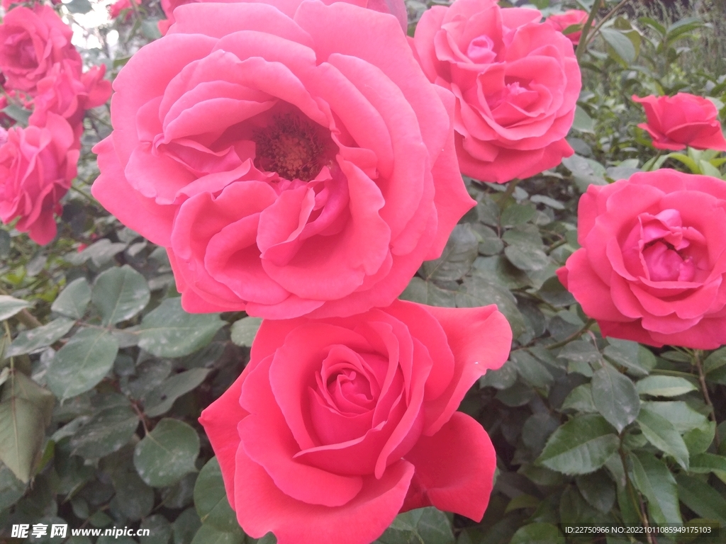 月季花