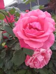 月季花