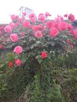 月季花