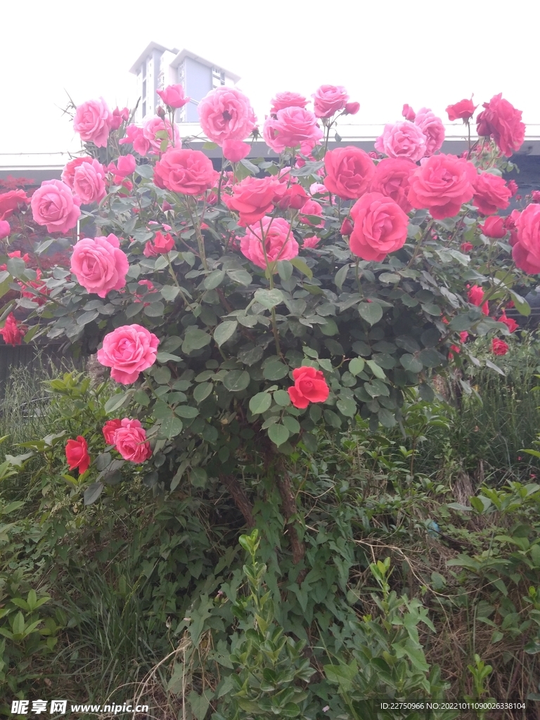 月季花