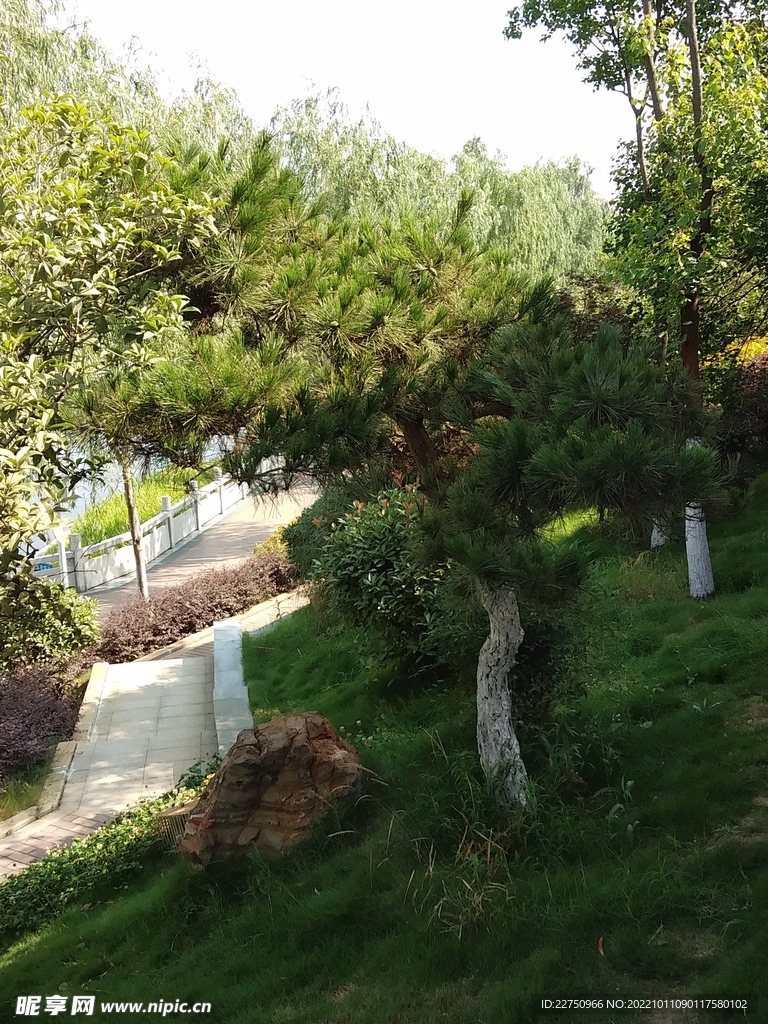 绿树