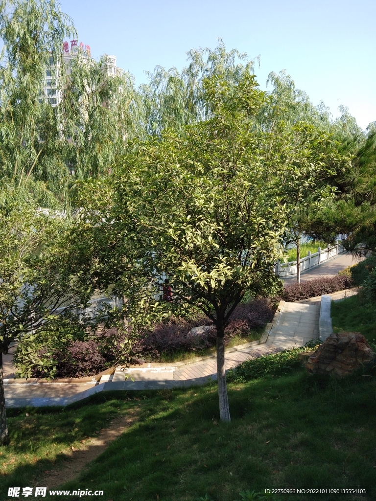 绿树