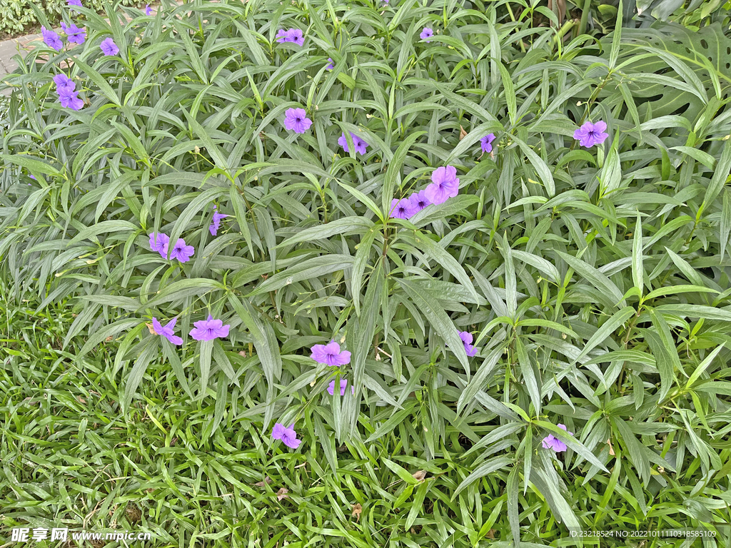 蓝花草