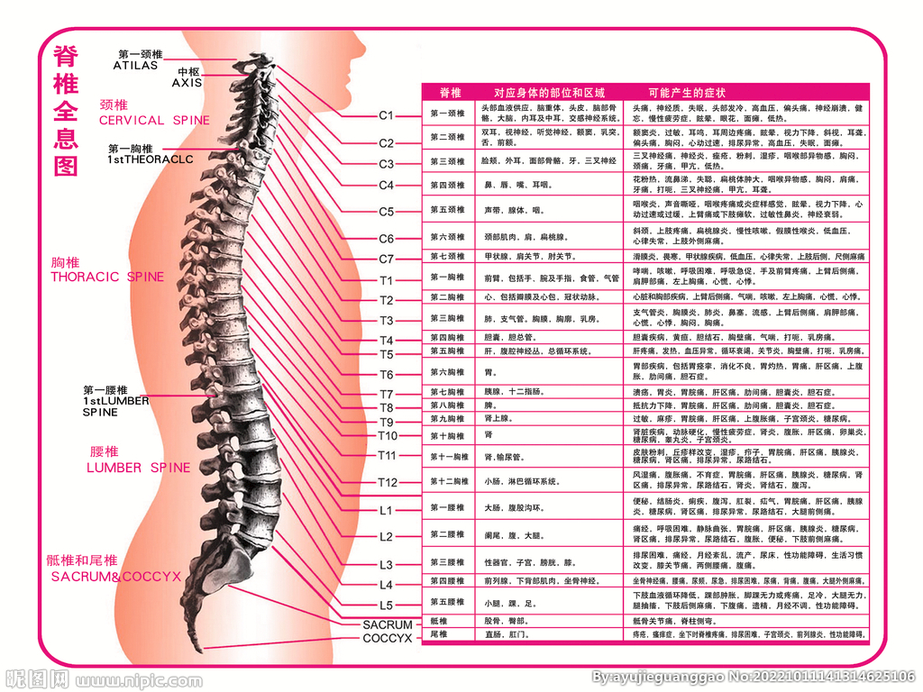 脊椎图