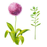 手绘花卉