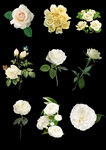 白色花卉 png 分层素材