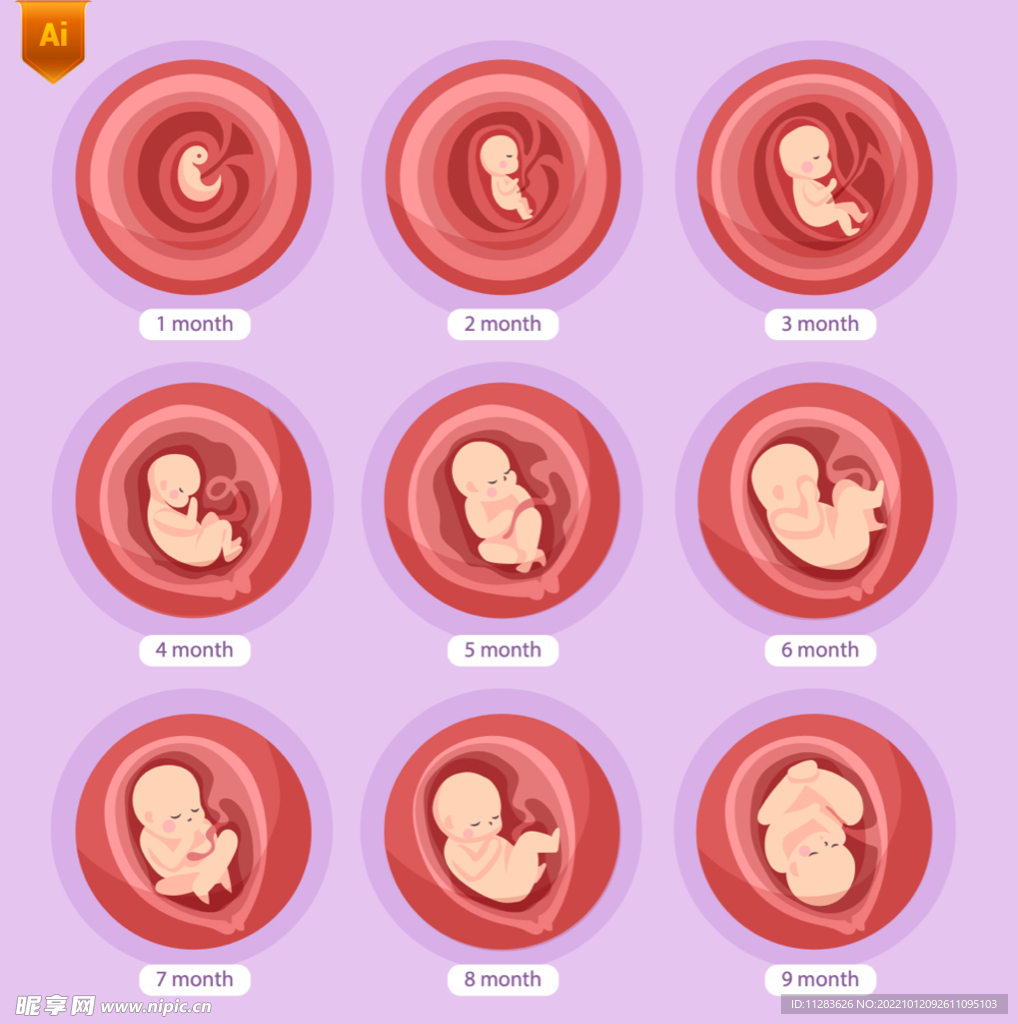 胎儿的发育过程图