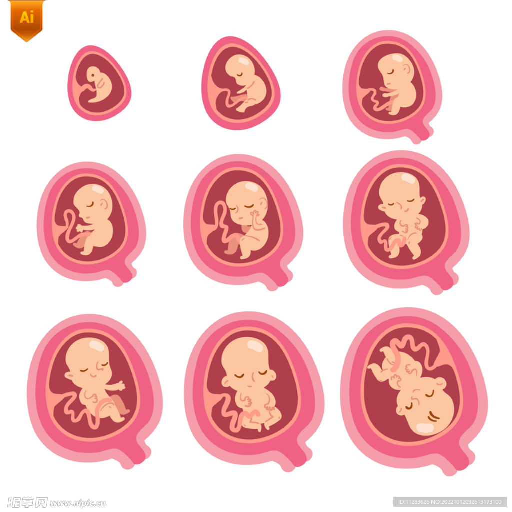 胎儿发育卡通插画