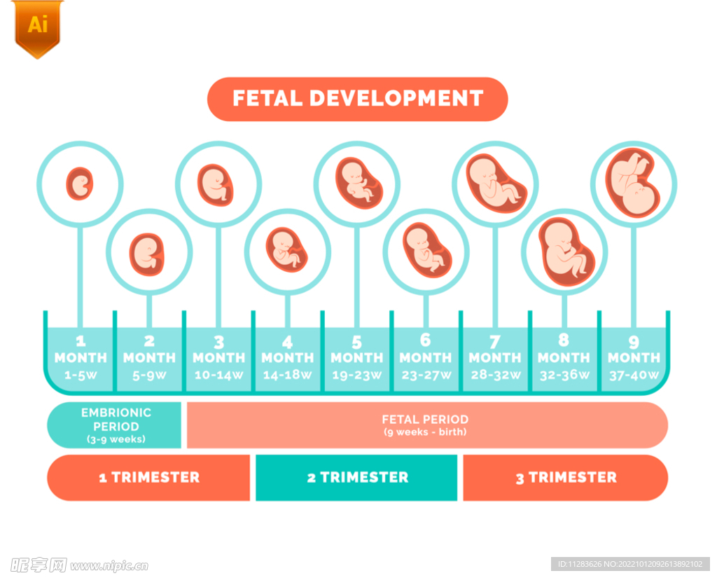 胎儿生长过程信息图