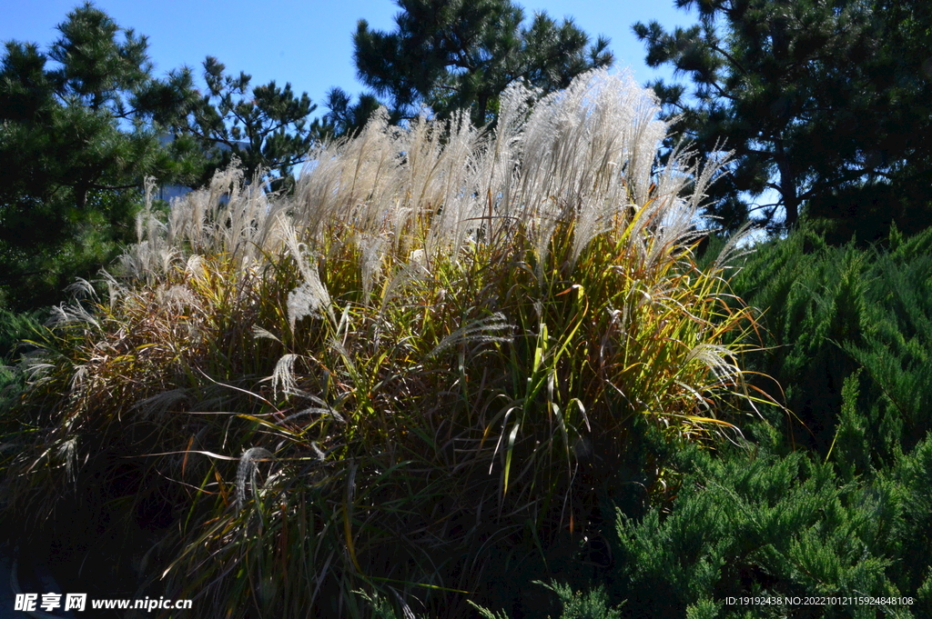 芒草风景