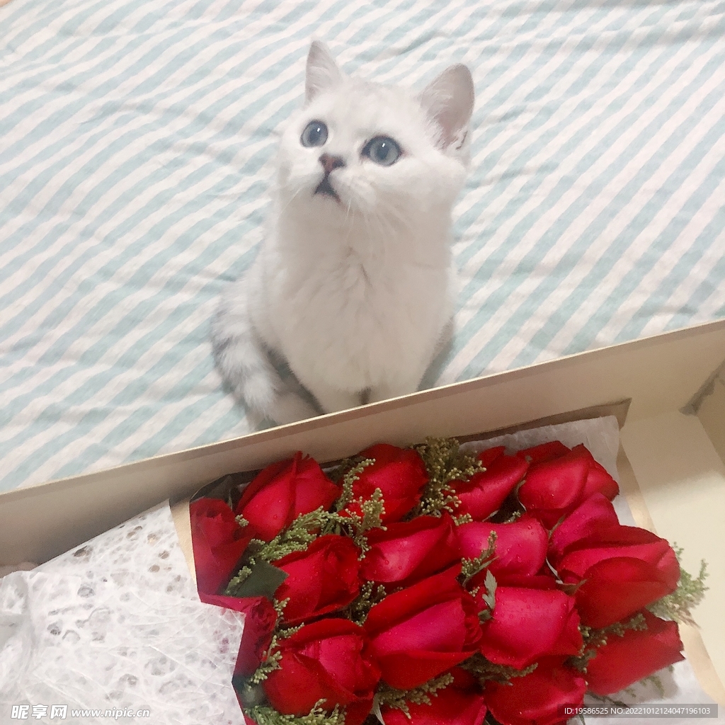 猫和花