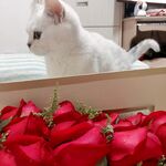 玫瑰小猫