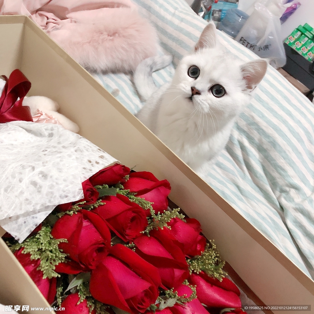 玫瑰小猫