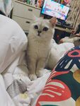 猫咪