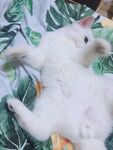 猫翻身