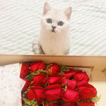 猫咪和玫瑰