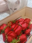  玫瑰和猫