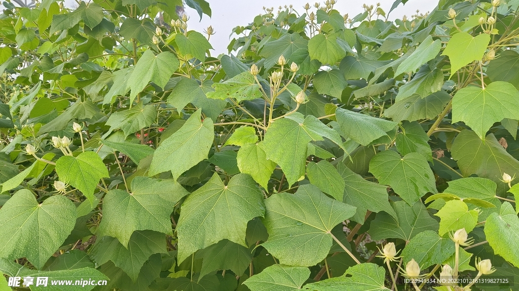 木芙蓉