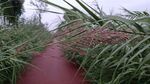 芦苇